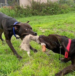 Meet your Posher, Ariel